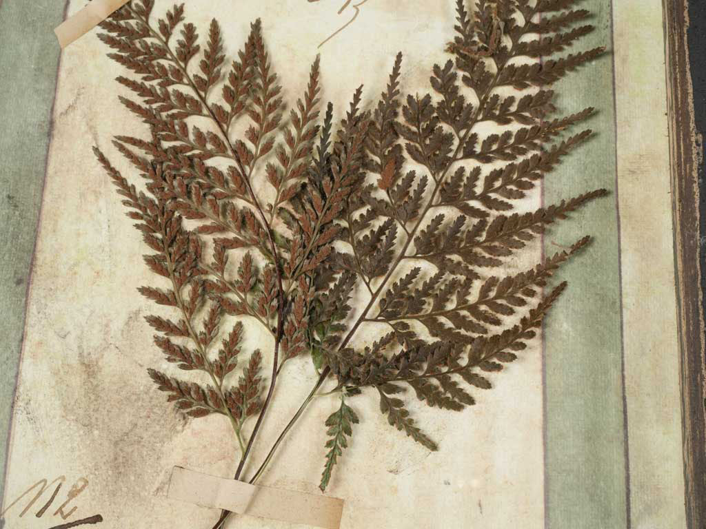 Distressed frame botanical composition