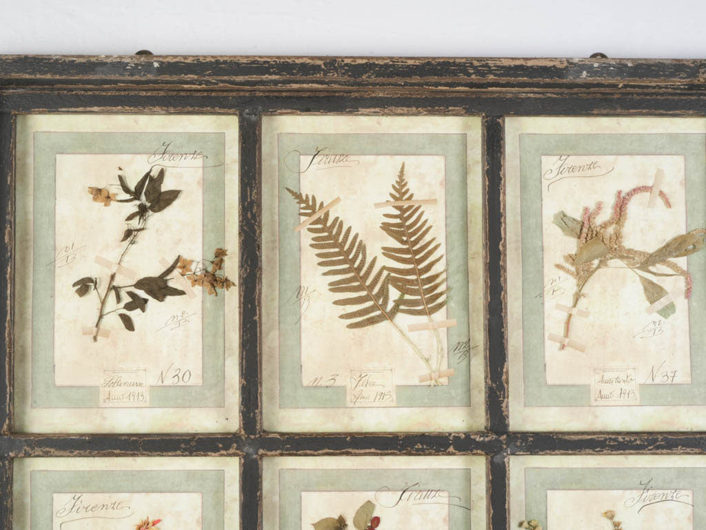 Timeworn vintage wooden-framed herbarium