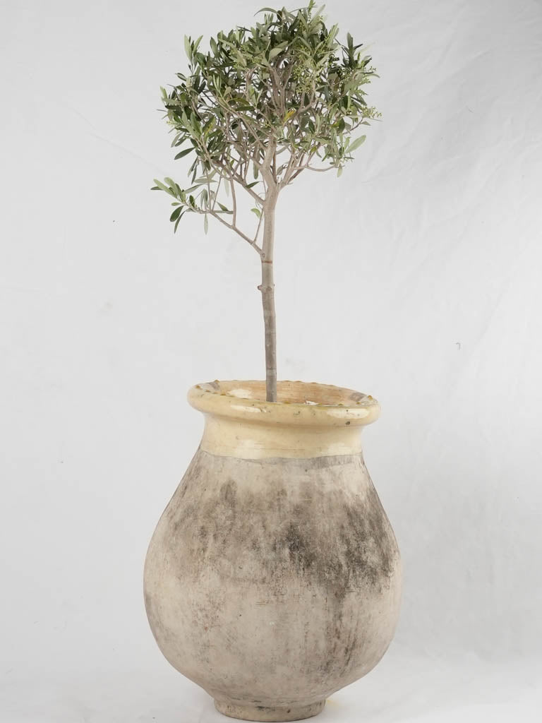 Antique French olive jar - Biot jar 19th century 22½"