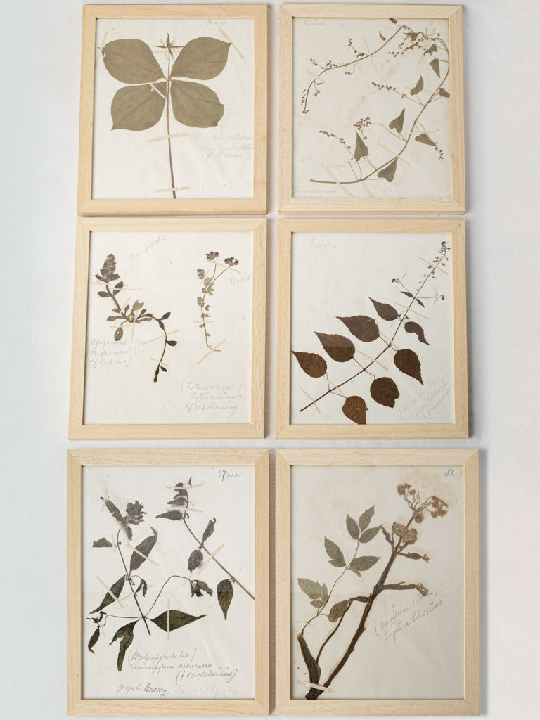 Framed Set of Six Vintage Botanical Herbiers - 13" x 10¾"