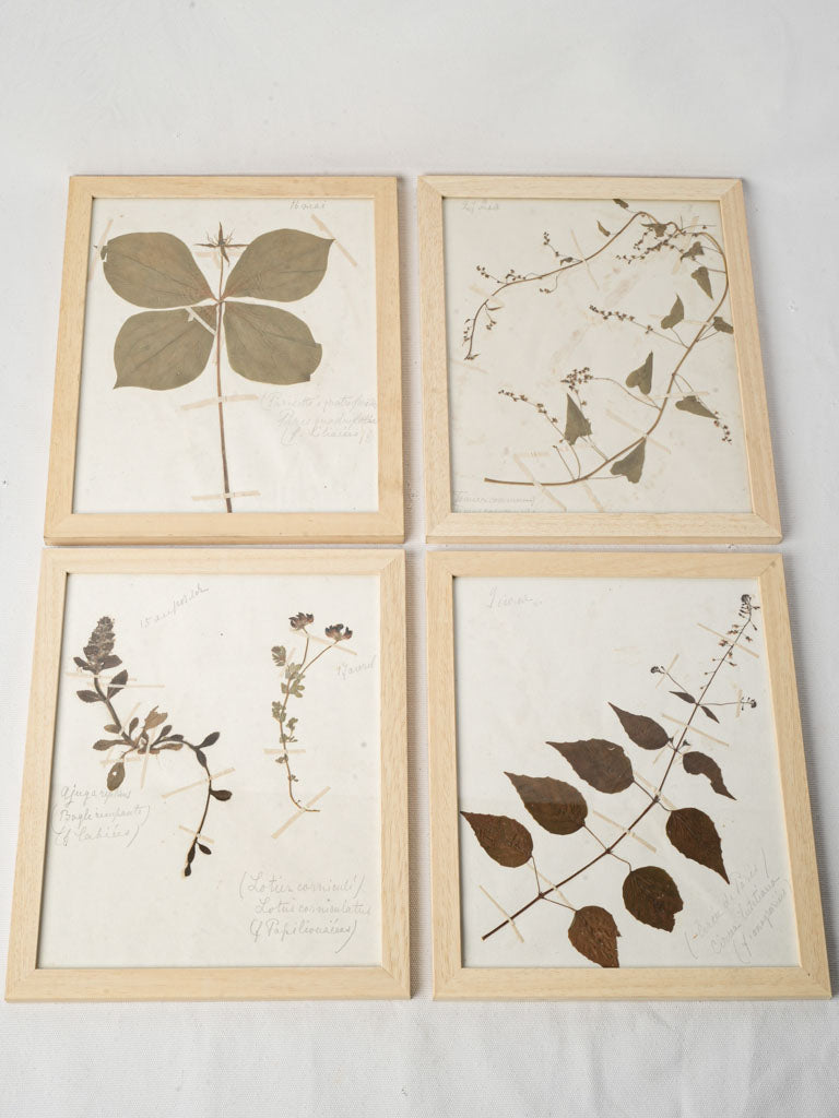 Framed Set of Six Vintage Botanical Herbiers - 13" x 10¾"