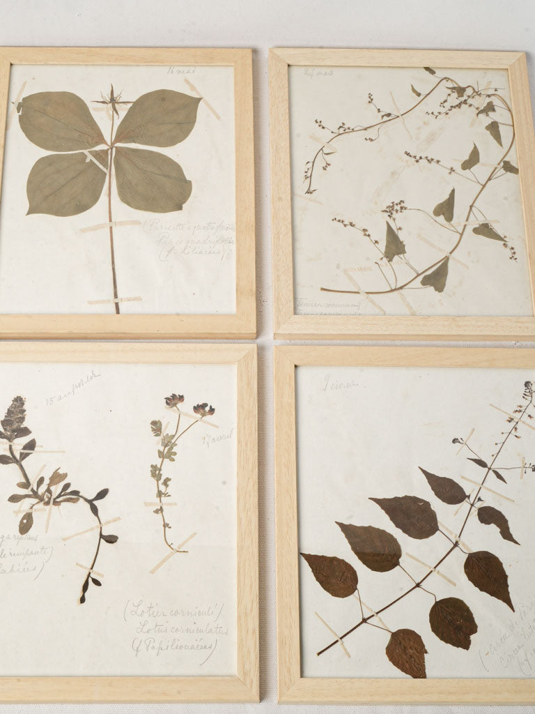 Framed Set of Six Vintage Botanical Herbiers - 13" x 10¾"