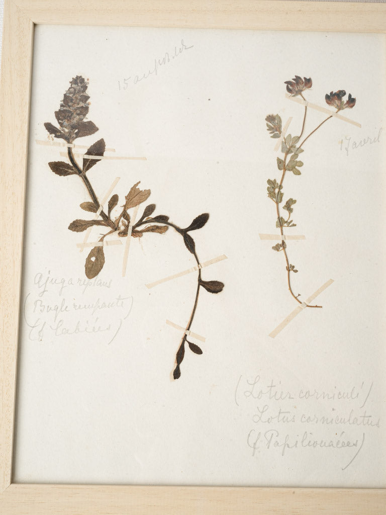 Understated botanical collection wall art