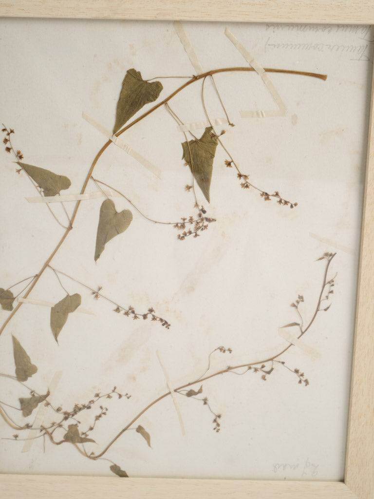 Heritage-inspired botanical documentations