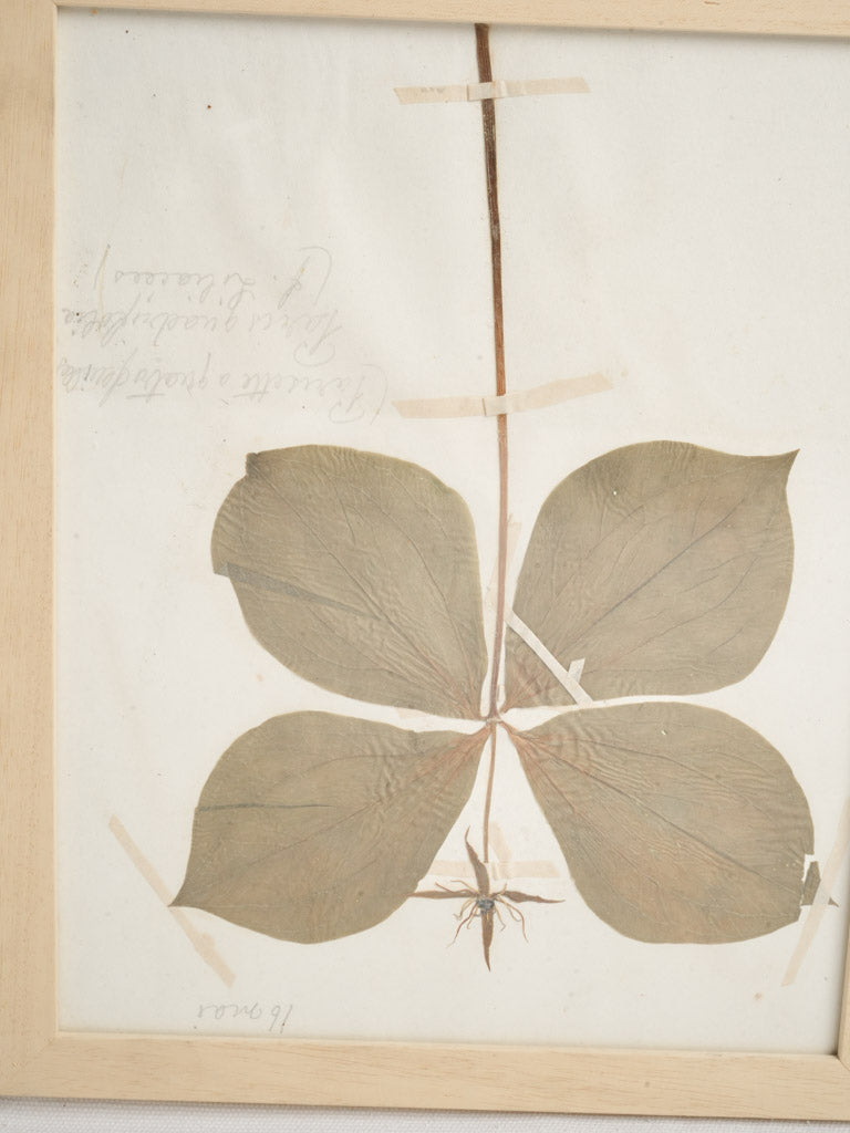 Naturalistic artistic botanical framed art