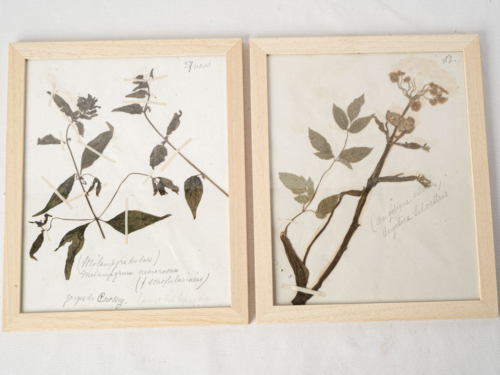 Framed Set of Six Vintage Botanical Herbiers - 13" x 10¾"