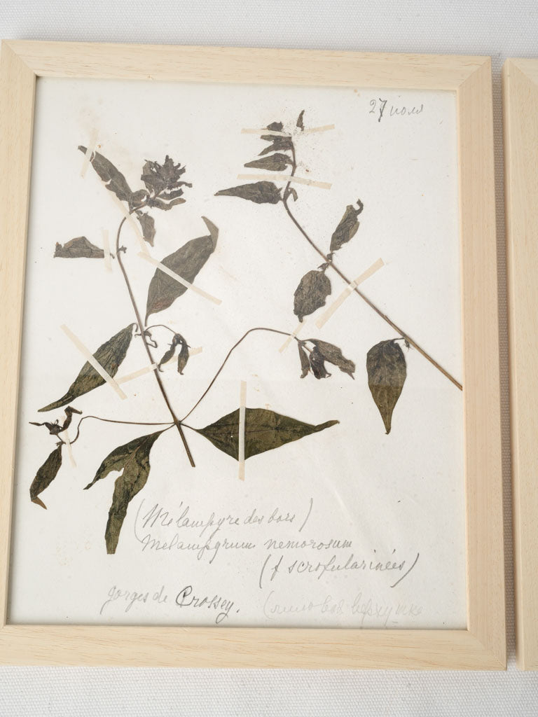 Framed Set of Six Vintage Botanical Herbiers - 13" x 10¾"
