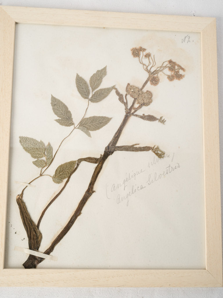 Framed Set of Six Vintage Botanical Herbiers - 13" x 10¾"