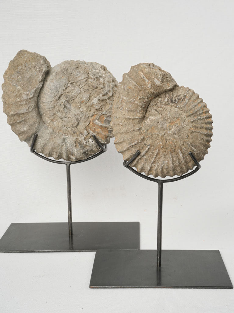Ancient ammonite fossils on iron stands