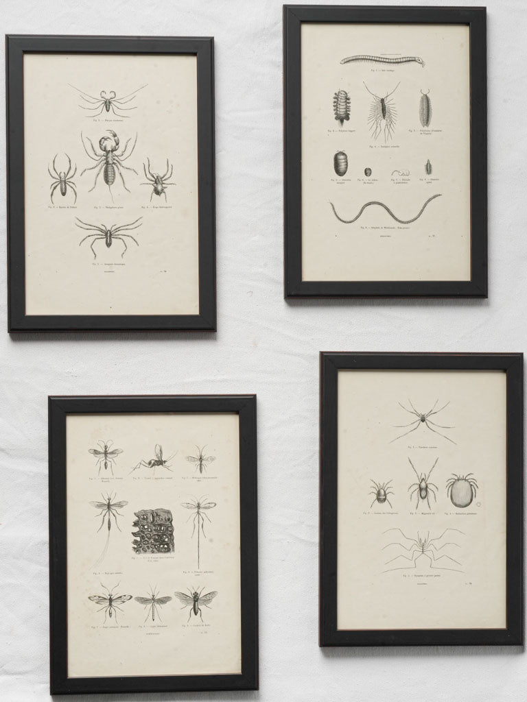 Antique monochrome insect engravings