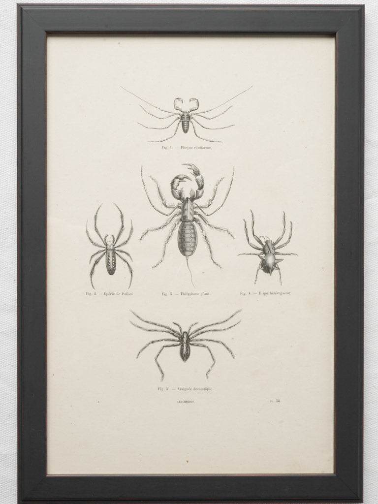 Vintage framed entomology illustrations
