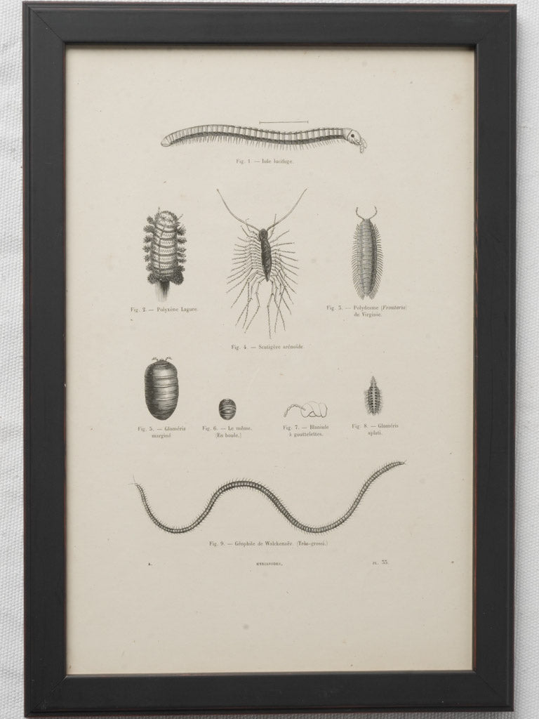 Timeworn scientific arachnid prints