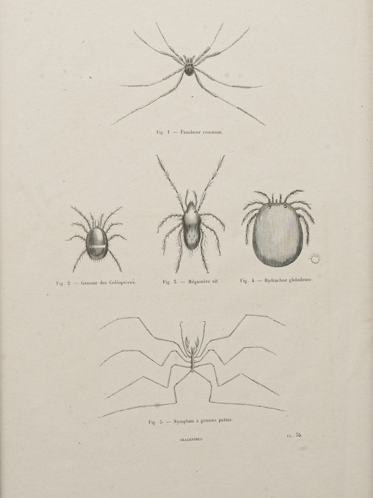 Aged paper insect depictions