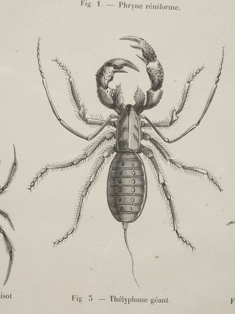 Detailed circa 1900 insect prints