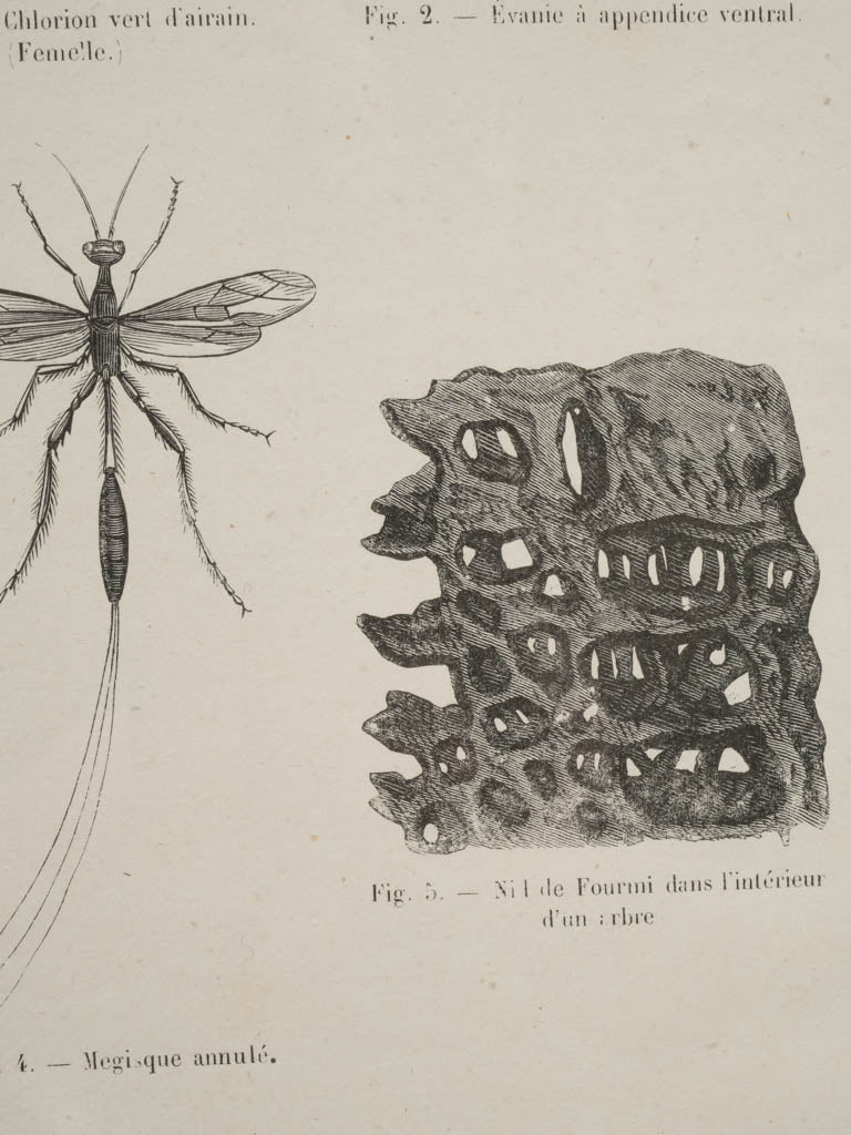 Sophisticated natural history illustrations