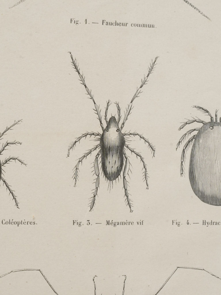 Intricate linework monochrome engravings