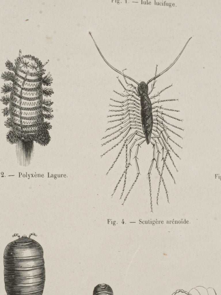 Scholarly minimalist insect art