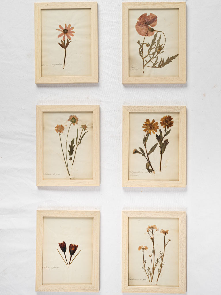 Antique French botanical herbariums