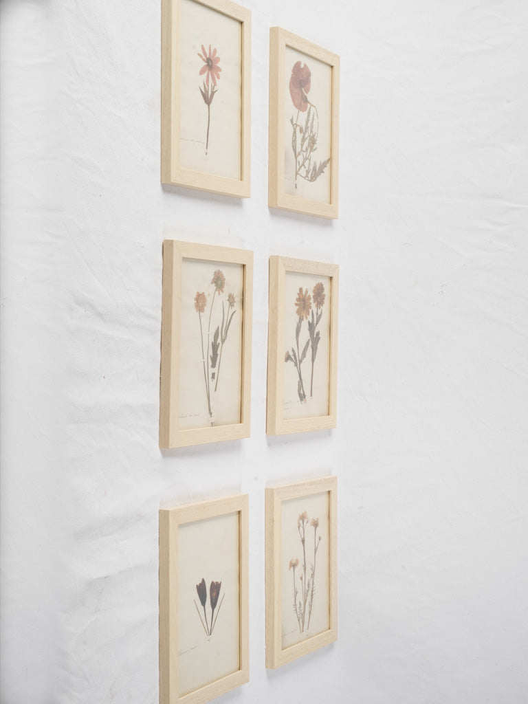 Nostalgic yellowed paper herbariums