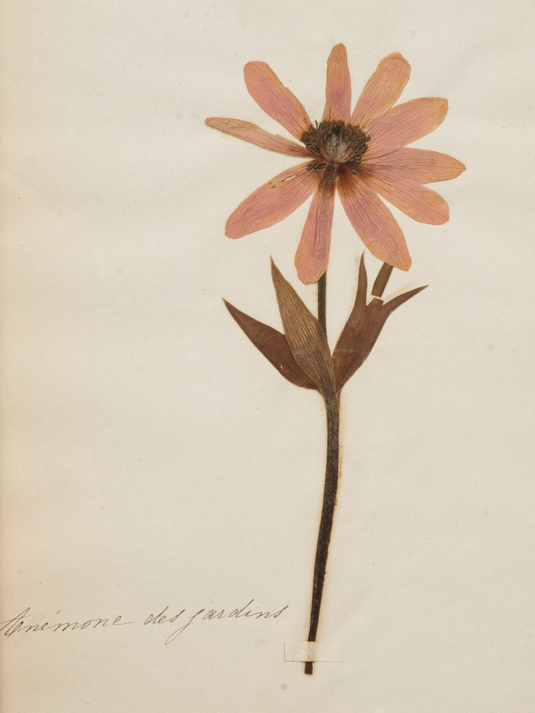 Delicate preserved plant herbariums