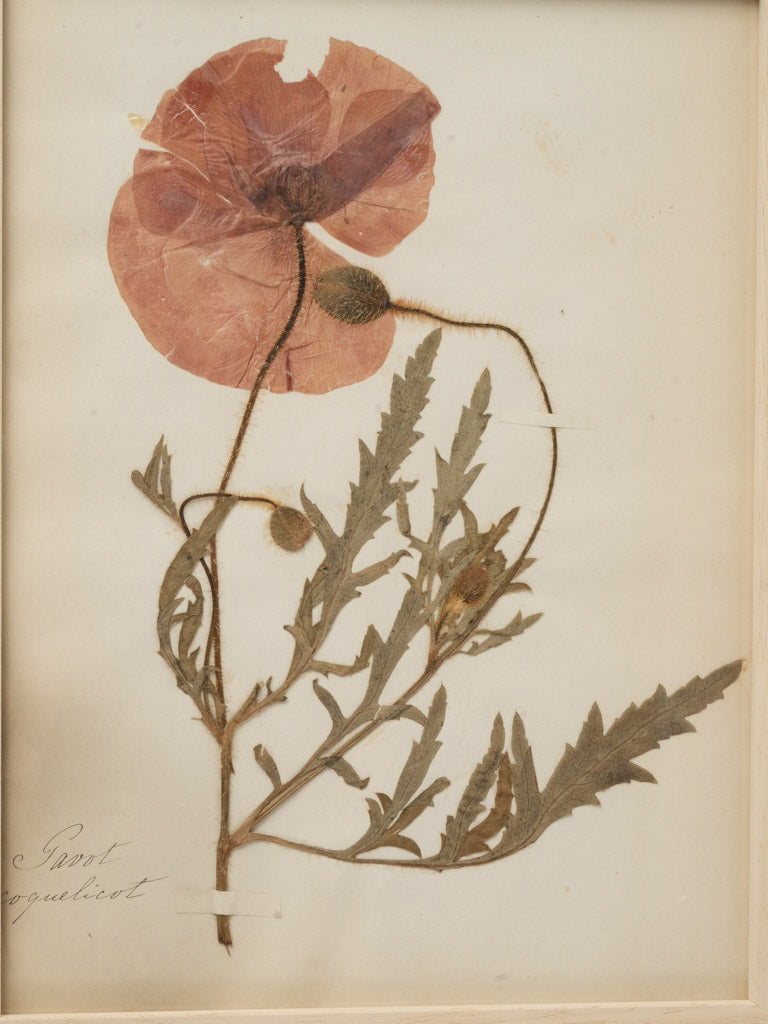 Historical organic warmth herbariums