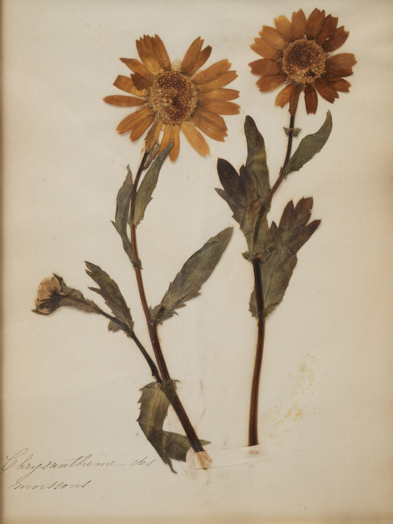 Timeless botanical allure herbariums