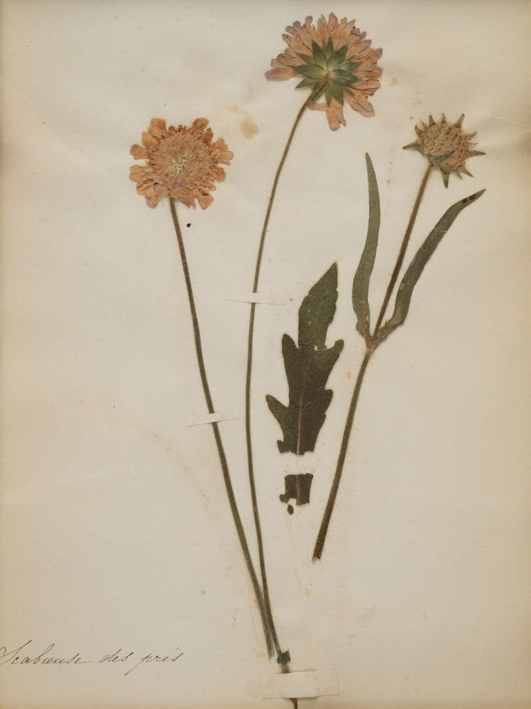 Elegant handwritten script herbariums