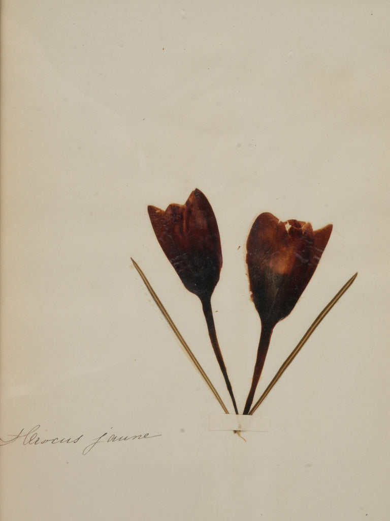 Graceful French writing herbariums