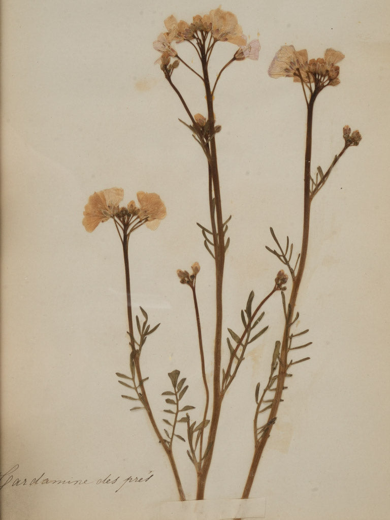 Patina rich antique herbariums