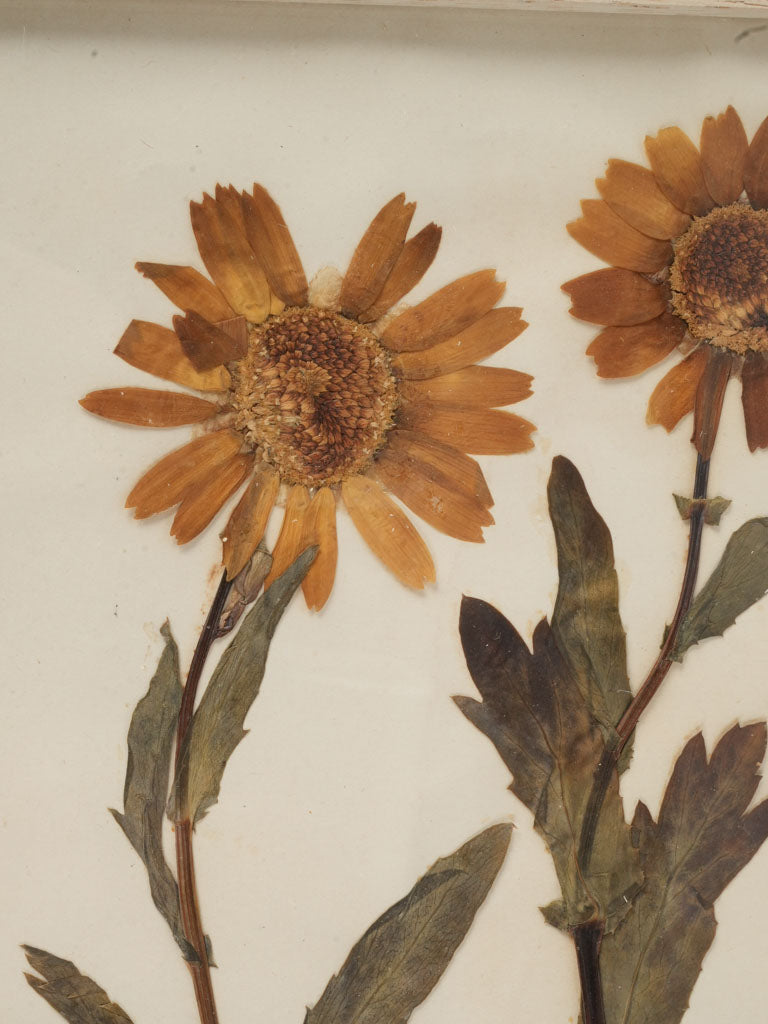 Serene gallery wall herbariums