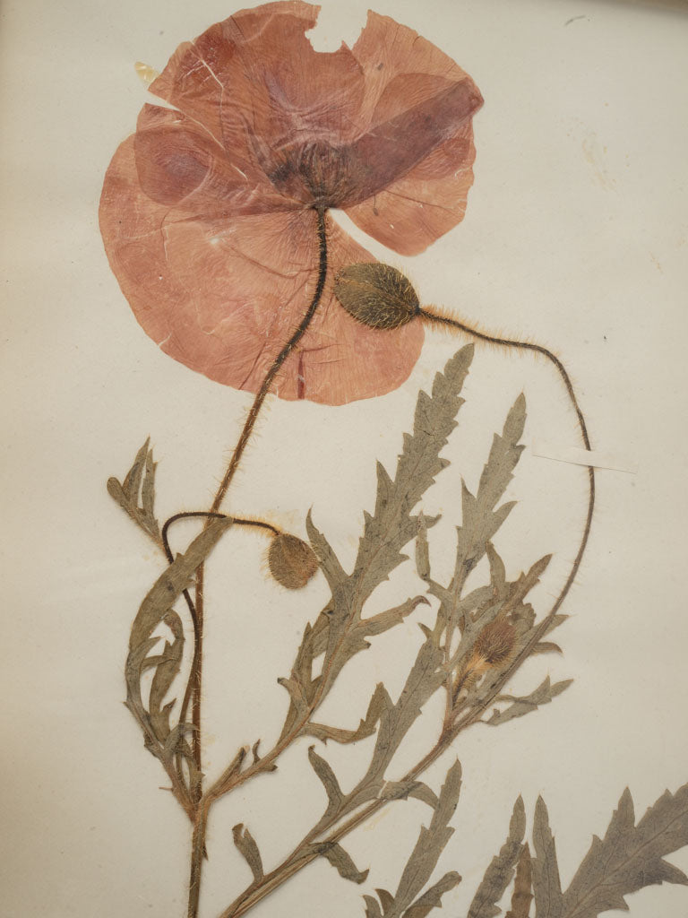 Soothing antique aesthetic herbariums