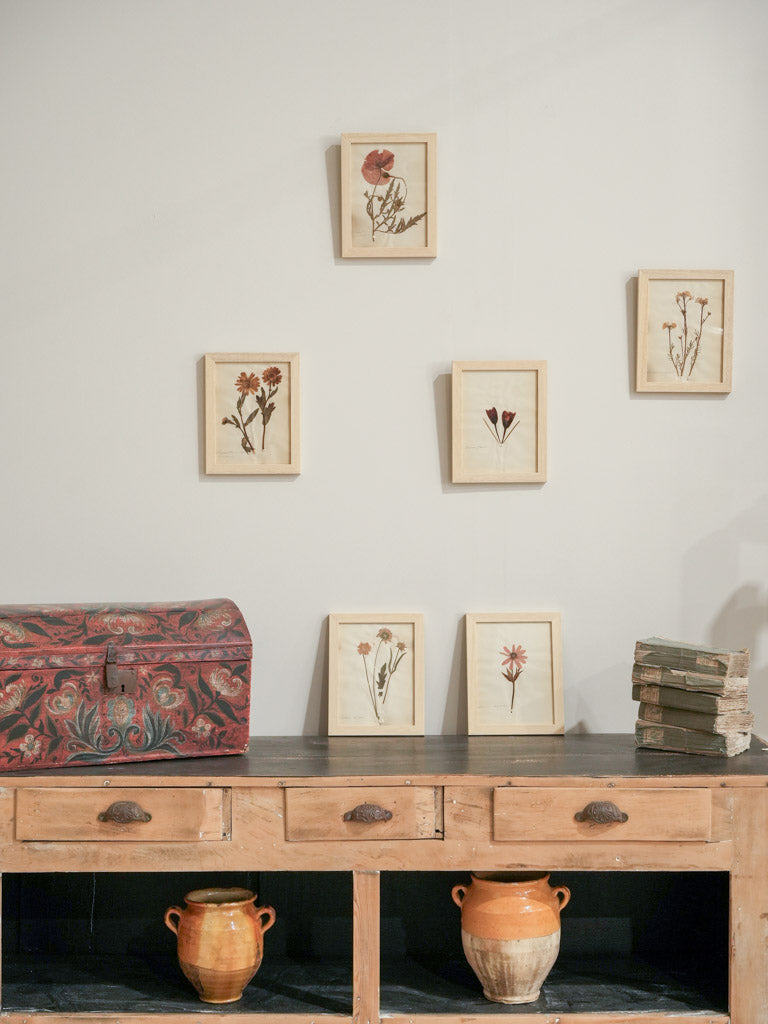 Vintage elegant script herbariums