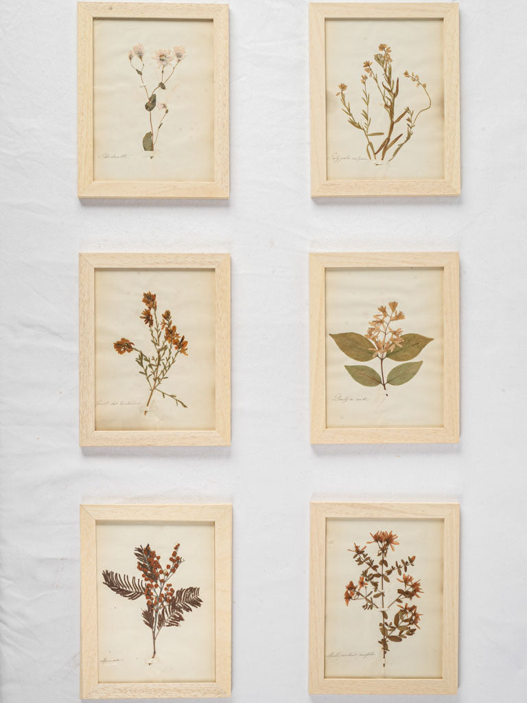 Exquisite antique botanical herbariums set