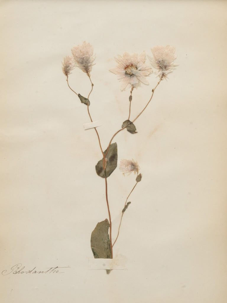 Elegant French handwritten herbariums