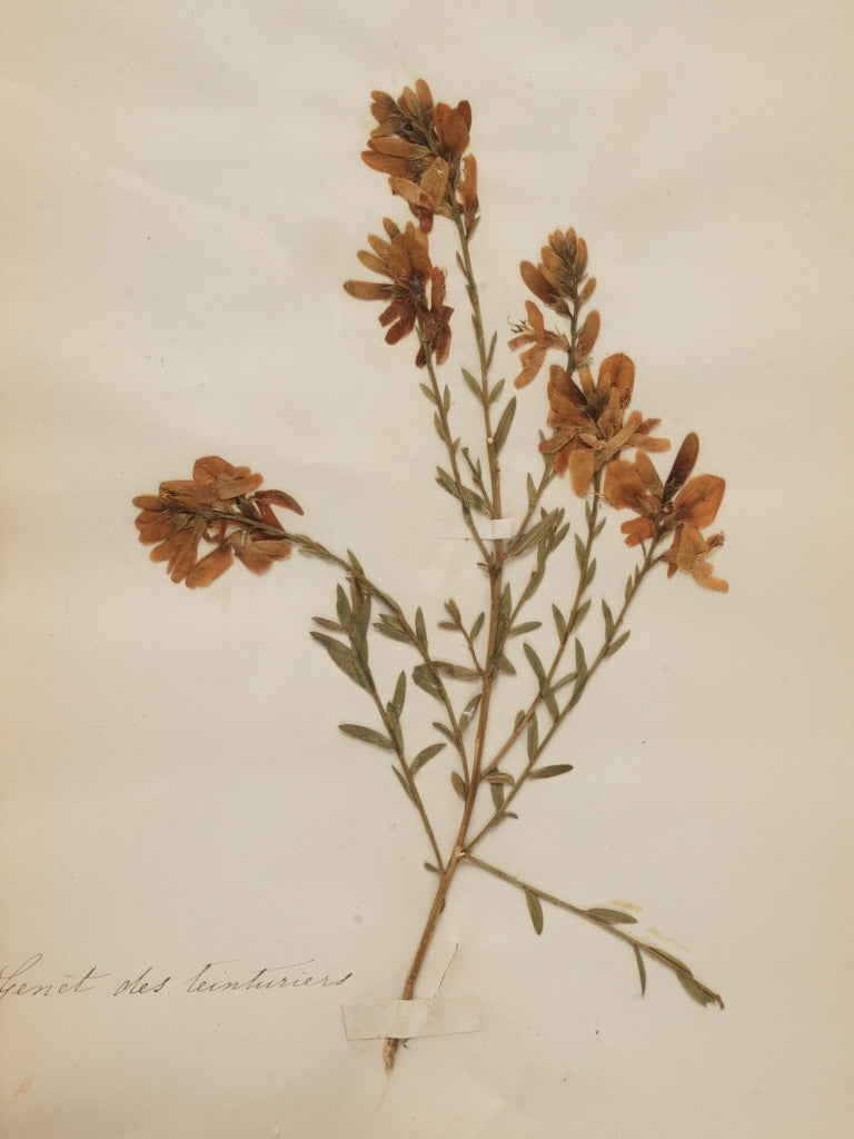 Nostalgic yellowed paper herbariums