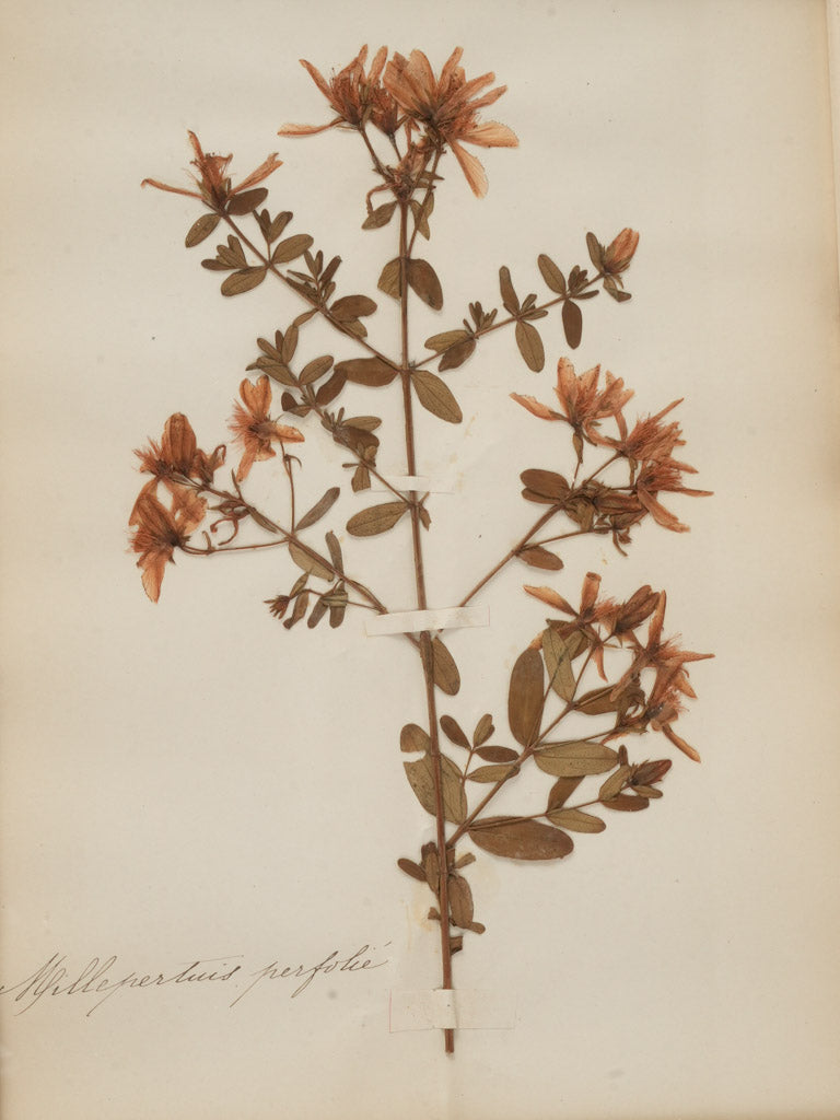 Authentic French inscription herbarium pieces