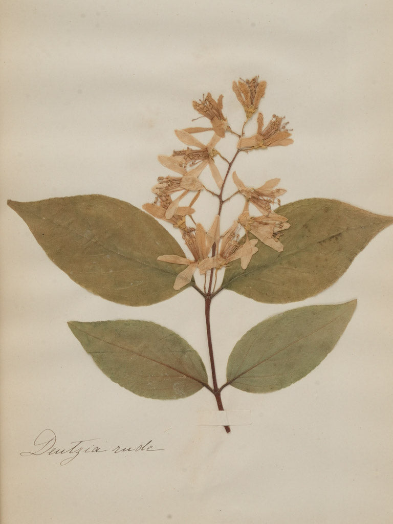 Intricate subtle hues botanical decor