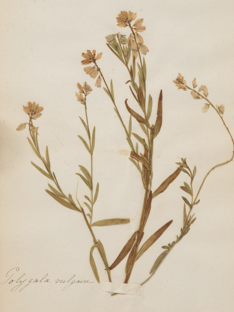 Meticulously arranged natural beauty herbariums