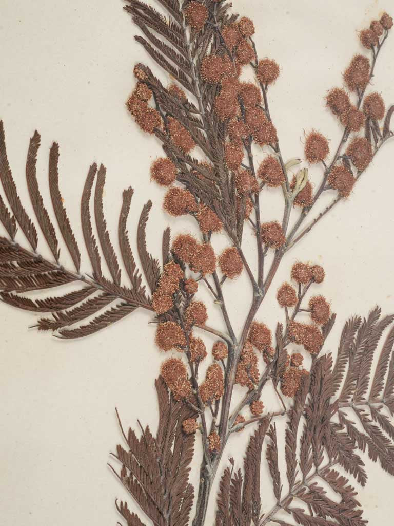 Versatile gallery wall herbarium set