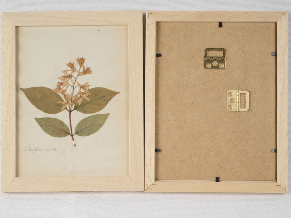 Charming aged patina botanical collection