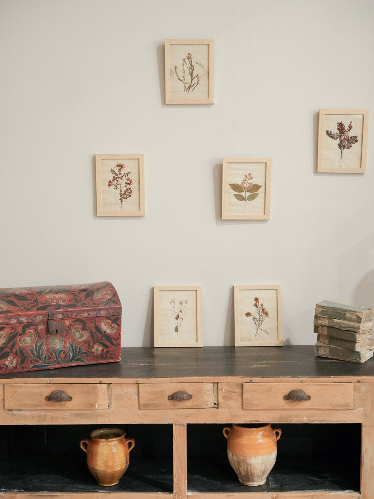 Timeless vintage pressed plants collection