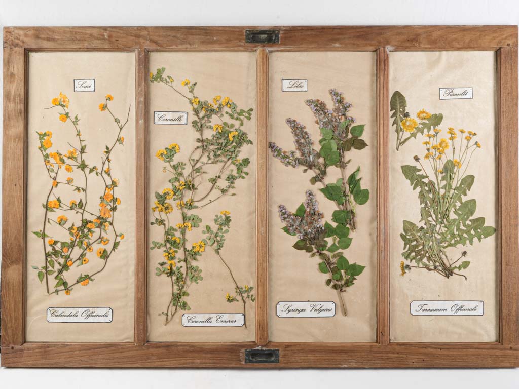 Scholarly elegant French botanical art