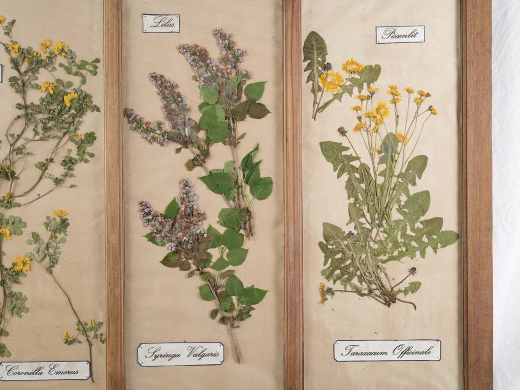 Colorful floral herbarium antique panel