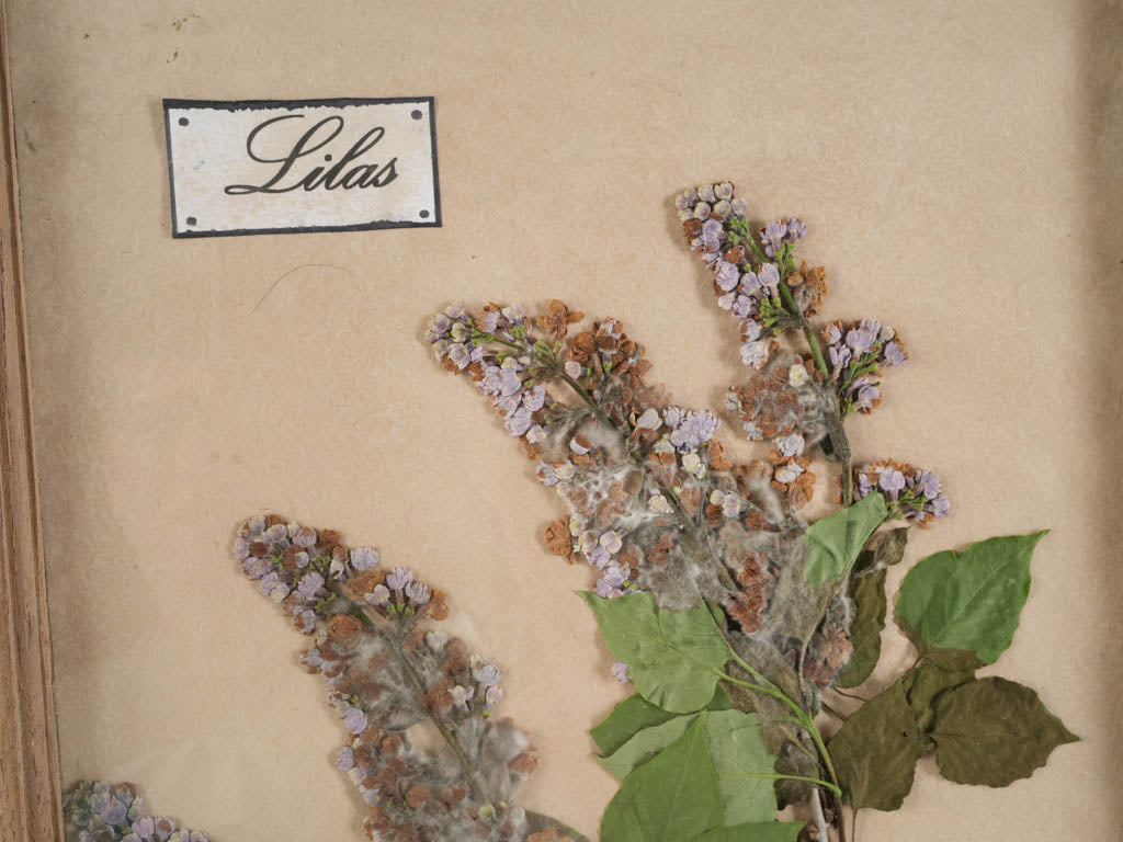 Timeless French framed plant collection