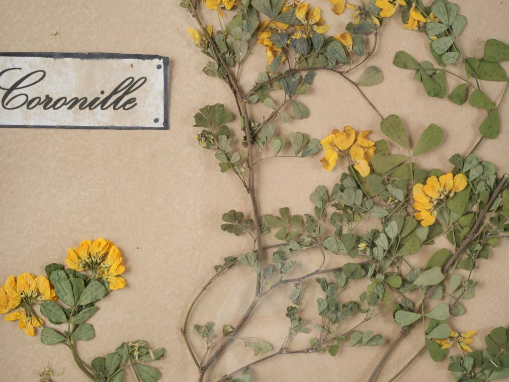 Historic scholarly herbarium oak display