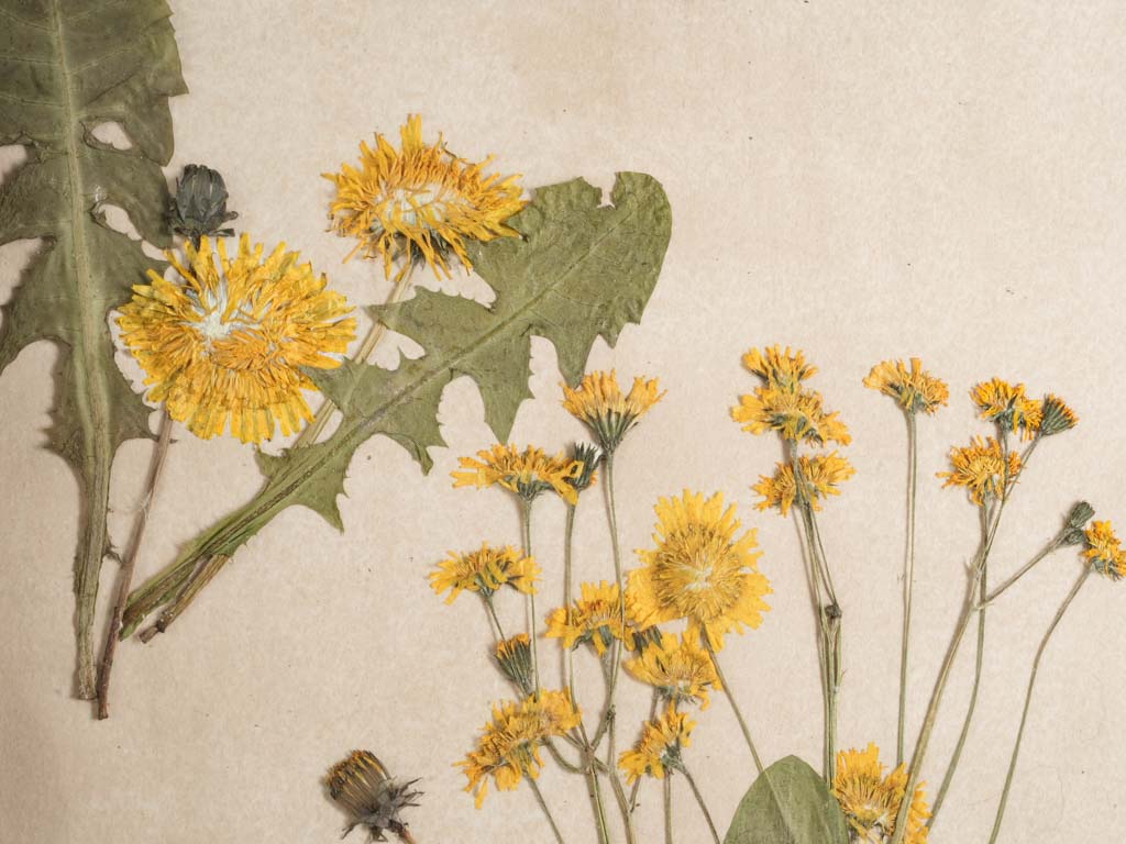 Rustic antique French botanical piece