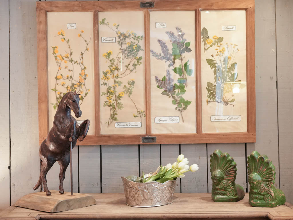 Antique glazed panel herbarium display