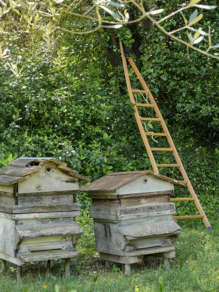 Antique, Tall, Aged, Olive harvest ladder