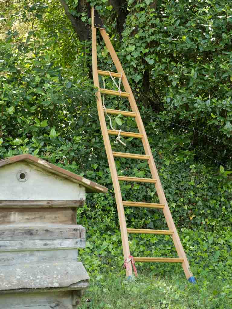 Vintage, Olive harvest wooden French ladder