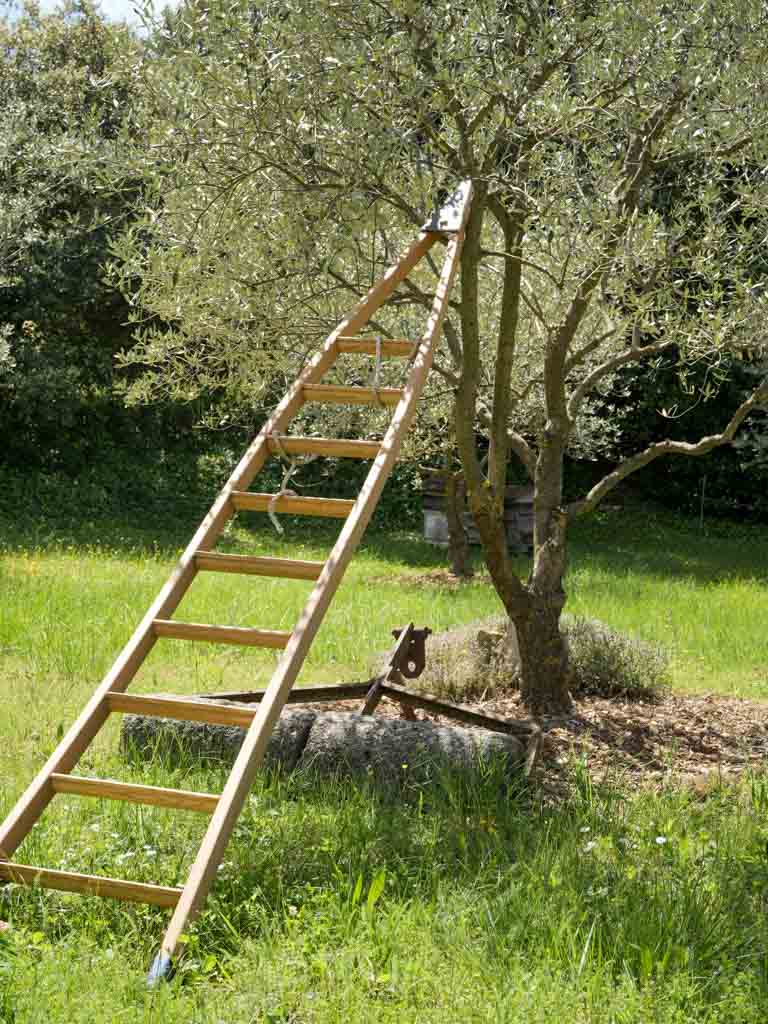 Vintage, Weathered, Traditional, French, Harvest ladder